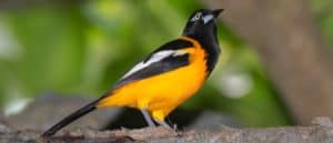 Troupials: The National Bird of Venezuela Picture
