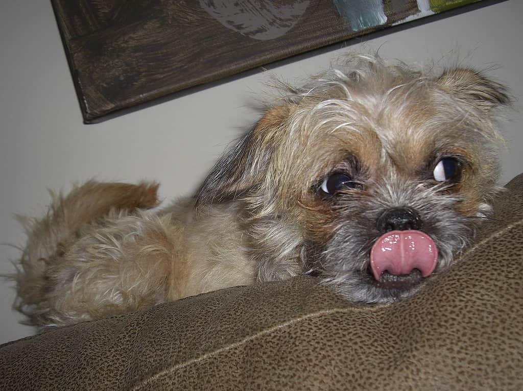 white pugapoo sitting on the floor