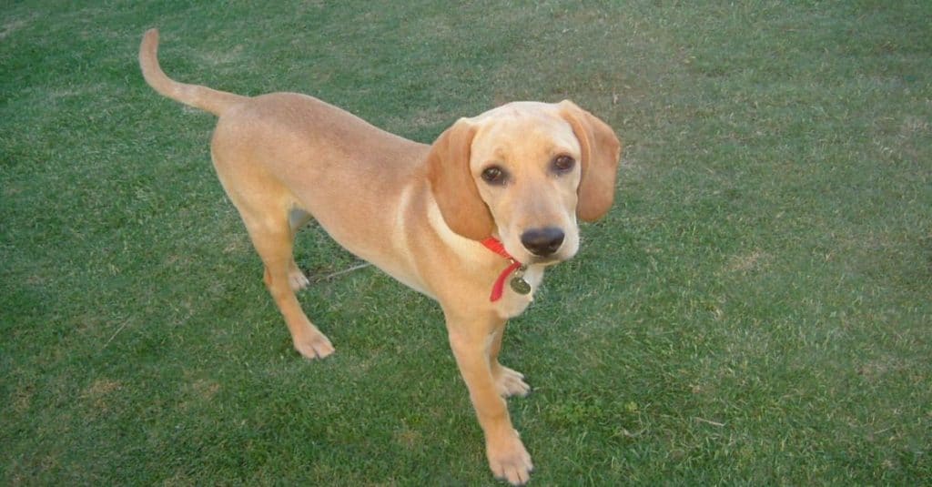 Spanador standing in the grass