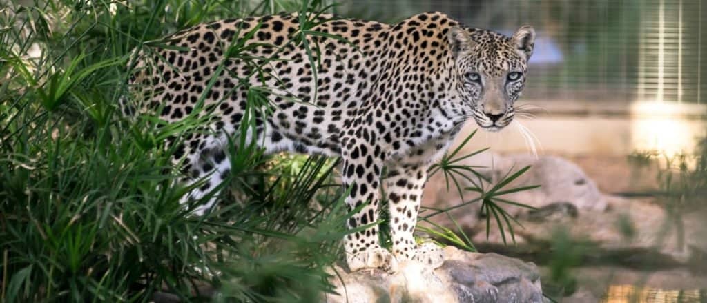 Check out Israel's 10 most unusual wild animals - ISRAEL21c