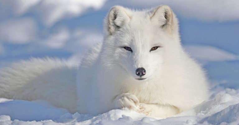 Animals With Camouflage: Arctic Fox