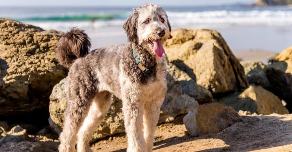 Aussiedoodle At Beach 1024x535 