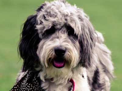 Aussiedoodle Dog Breed Complete Guide | AZ Animals