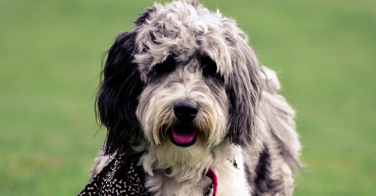 Aussiedoodle rescue 2024 near me