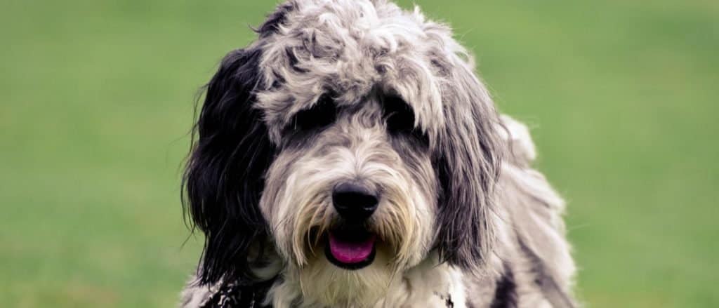 Aussiedoodle dog black and white