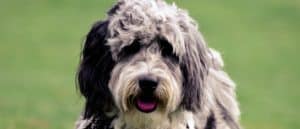 Aussiedoodle dog black and white