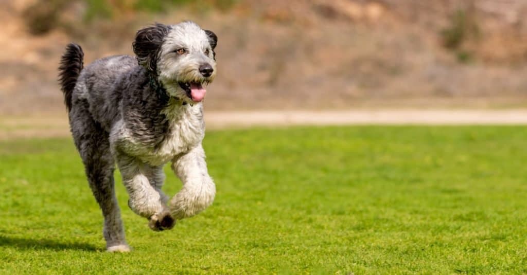 Aussiedoodle playing and running in park