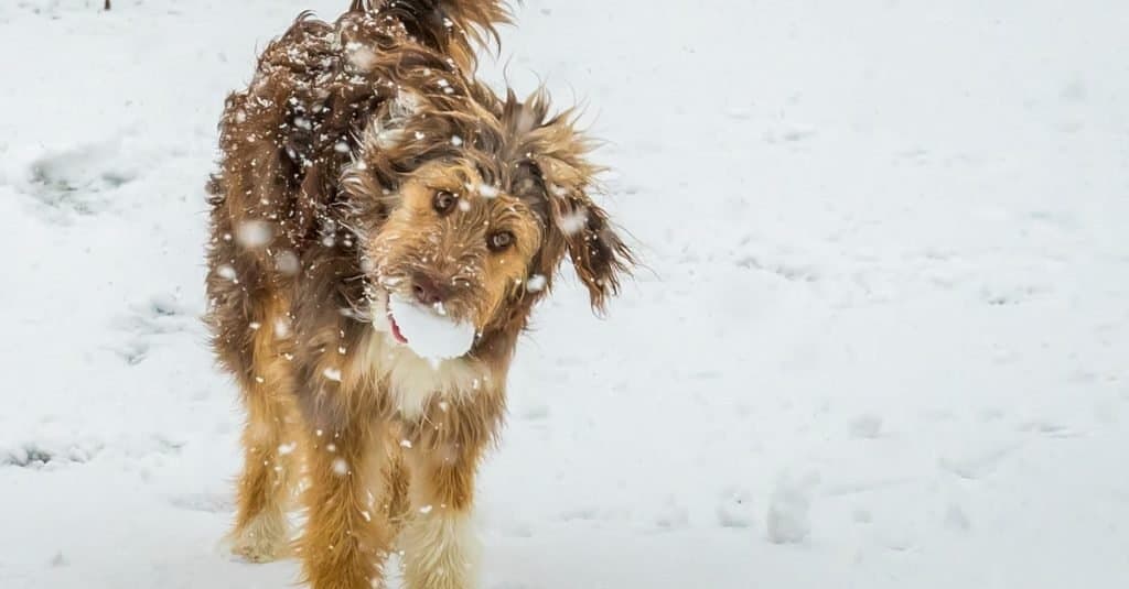 Aussiedoodle retrieving a ice ball for fun