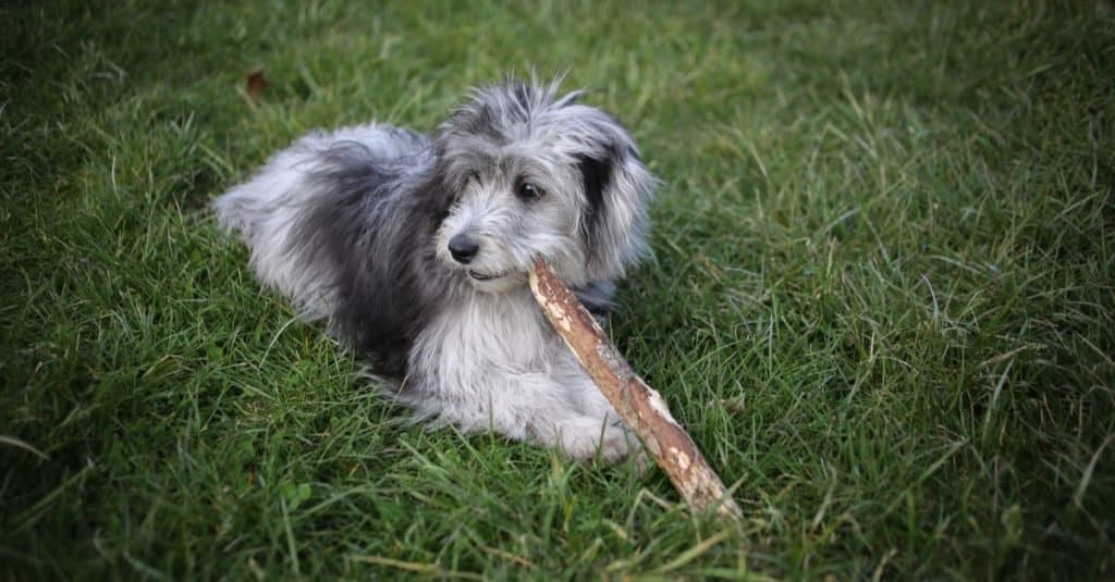 6 Month Old Blue Merle Mini Aussiedoodle Puppy