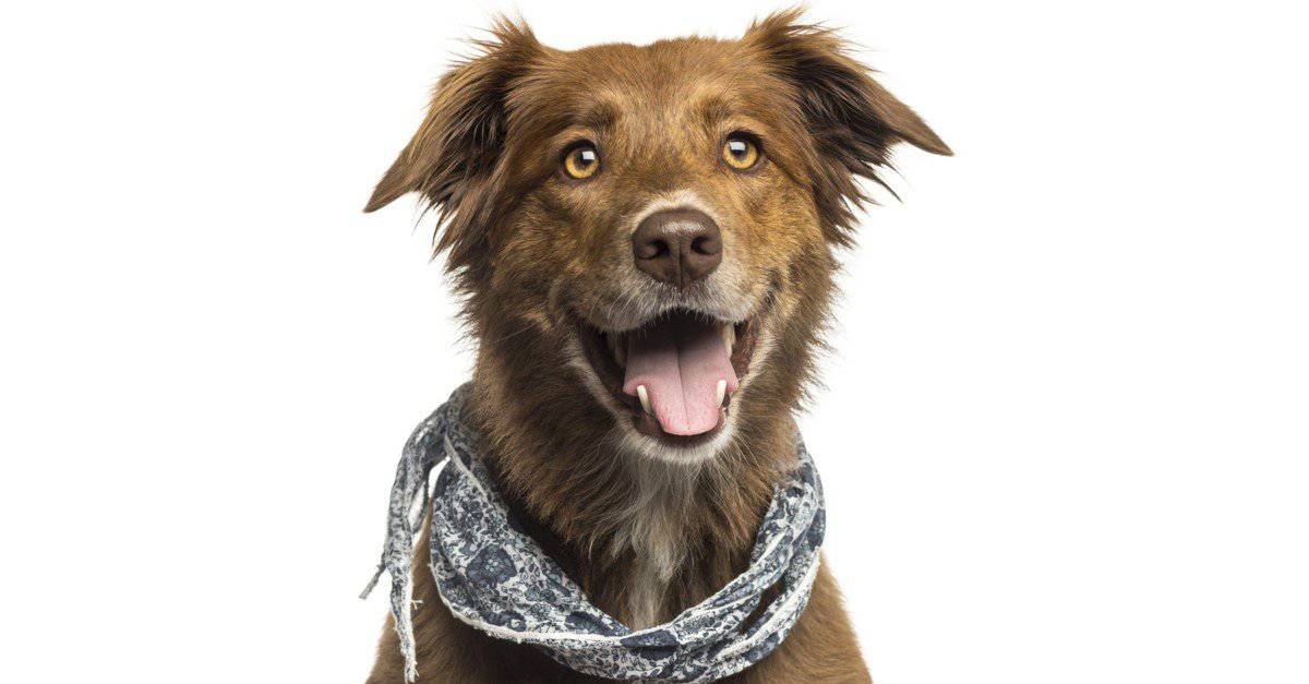 Australian shepherd 2024 lab mix