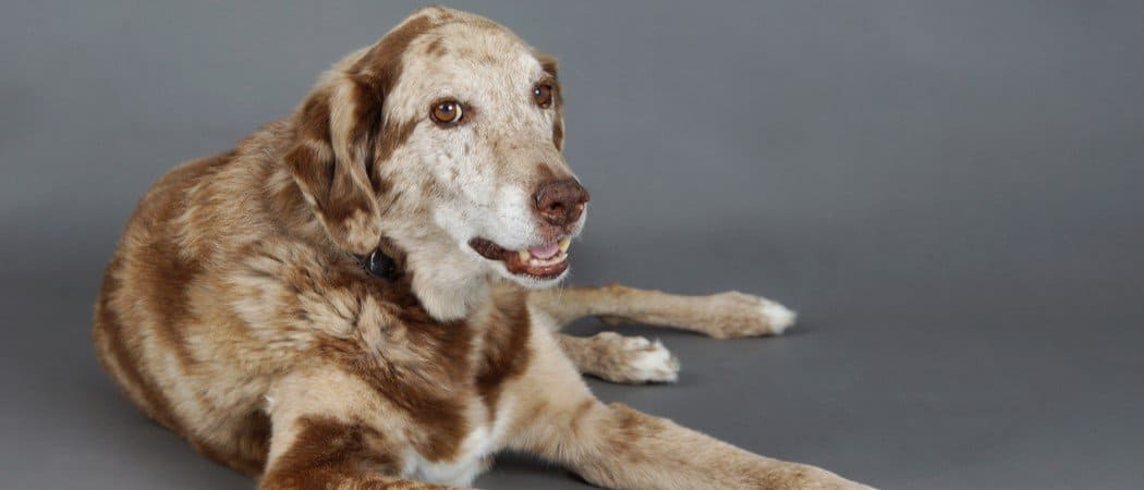 Australian shepherd lab mix 2024 shedding