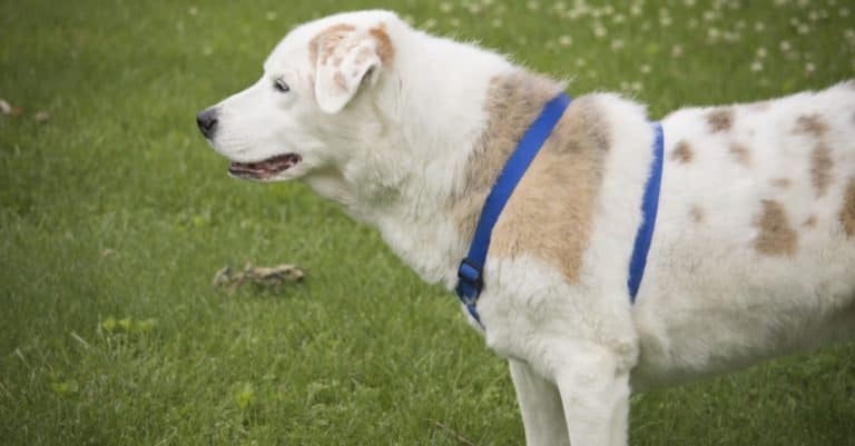 White dog, Labrador Retriever - Australian Shepherd Mix, Aussiedor, in field