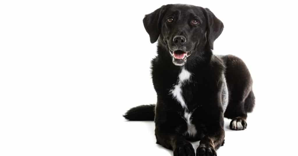 Portrait of black Australian Shepherd and Labrador mixed breed dog, Aussiedor, sitting on white background