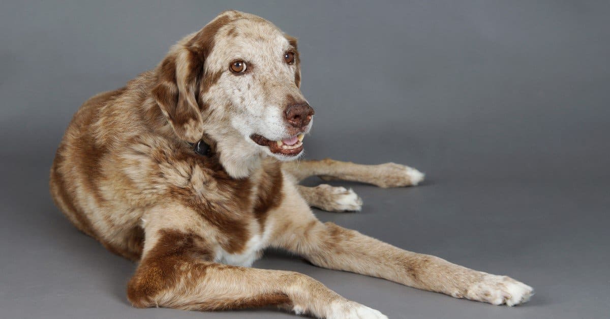 Beautiful big mixed labrador and Australian shepherd dog, Aussiedor, in studio