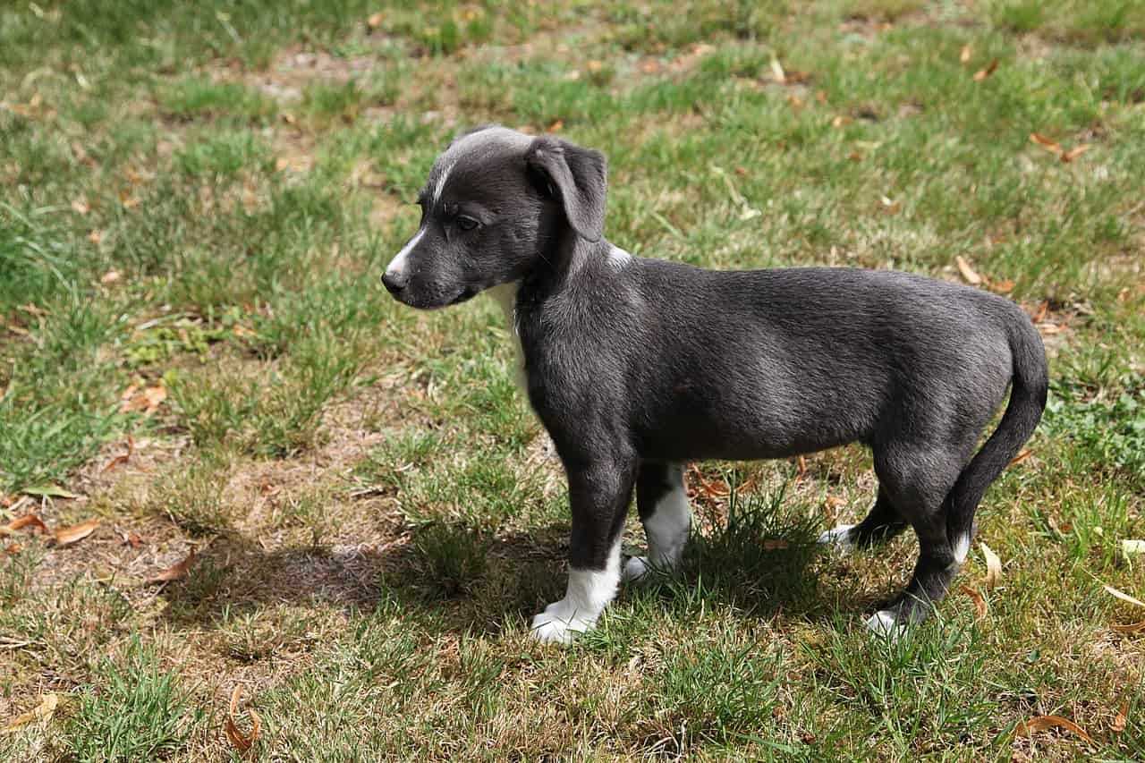 Aussiedor puppy close-up