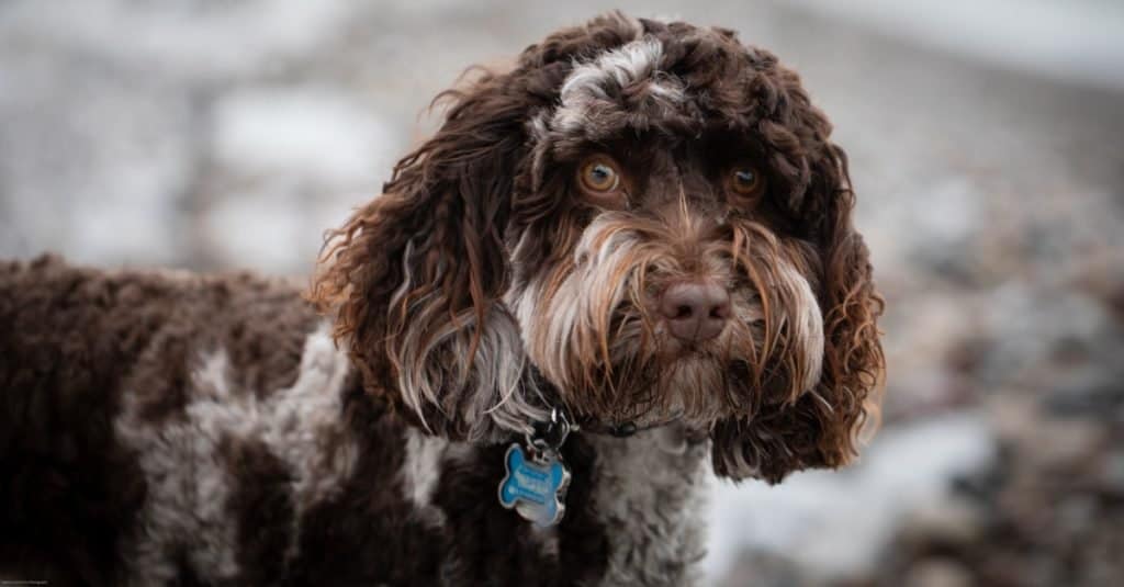 Australian Labradoodle close-up