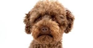 Poodle vs Labradoodle: What Are 8 Key Differences? Picture