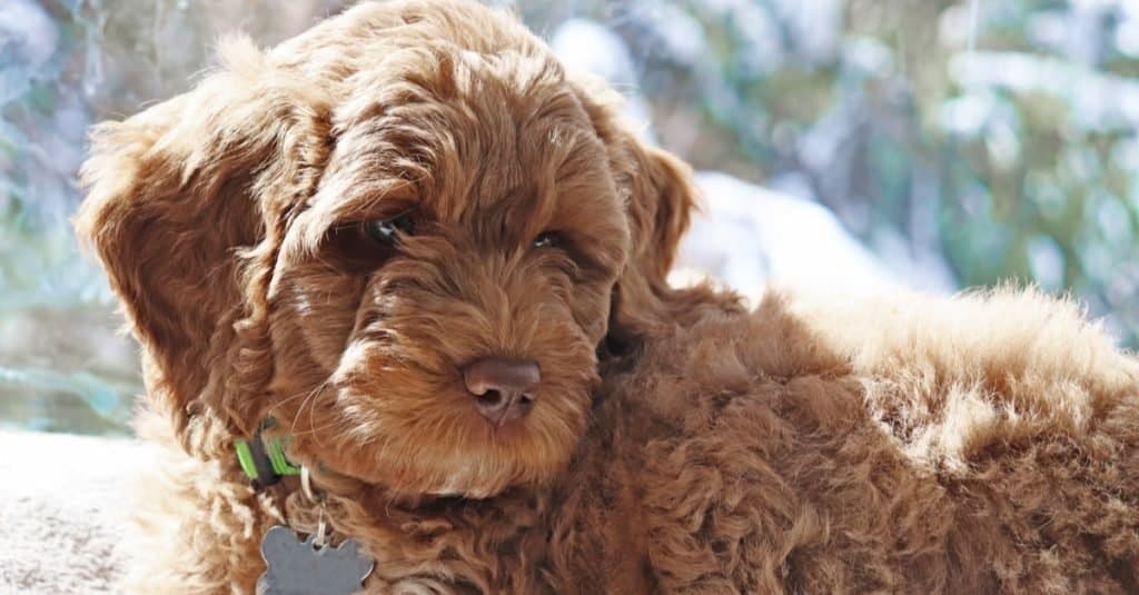 An Australian Labradoodle puppy laying in the sun.