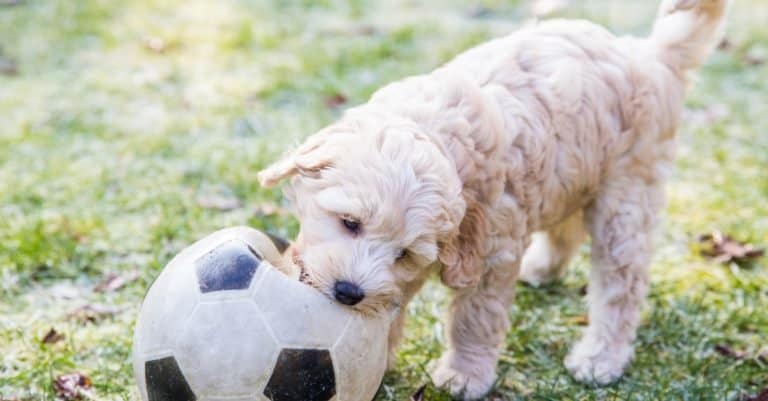 Cream Australian Labradoodle puppy playing in the garden with a football in the mouth on the green grass