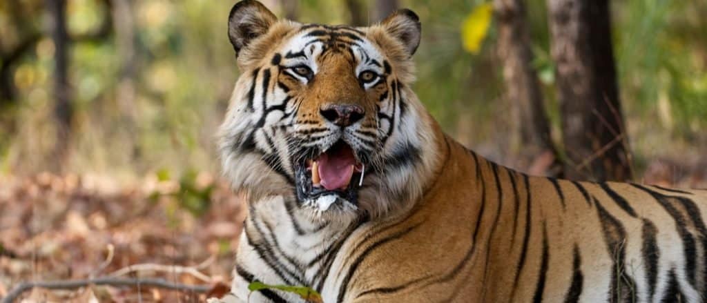 STEM-Works - Mammals Articles - Bengal Tiger