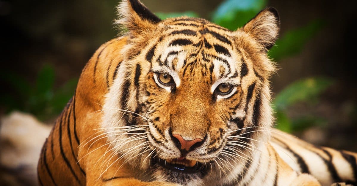Bengal Tiger Pictures - AZ Animals