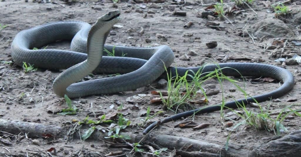 Most Venomous Snakes in the World - Black Mamba 