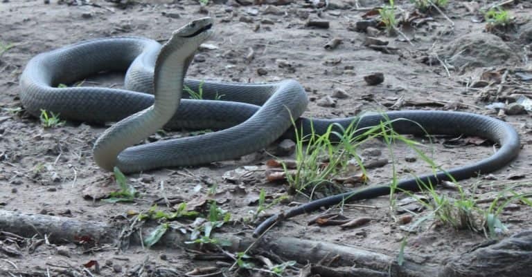 Most Venomous Snakes in the World - Black Mamba