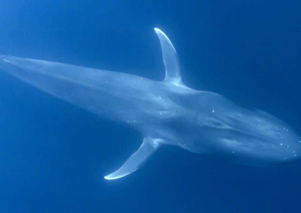 Le plus gros animal qui ait jamais marché sur Terre : la baleine bleue