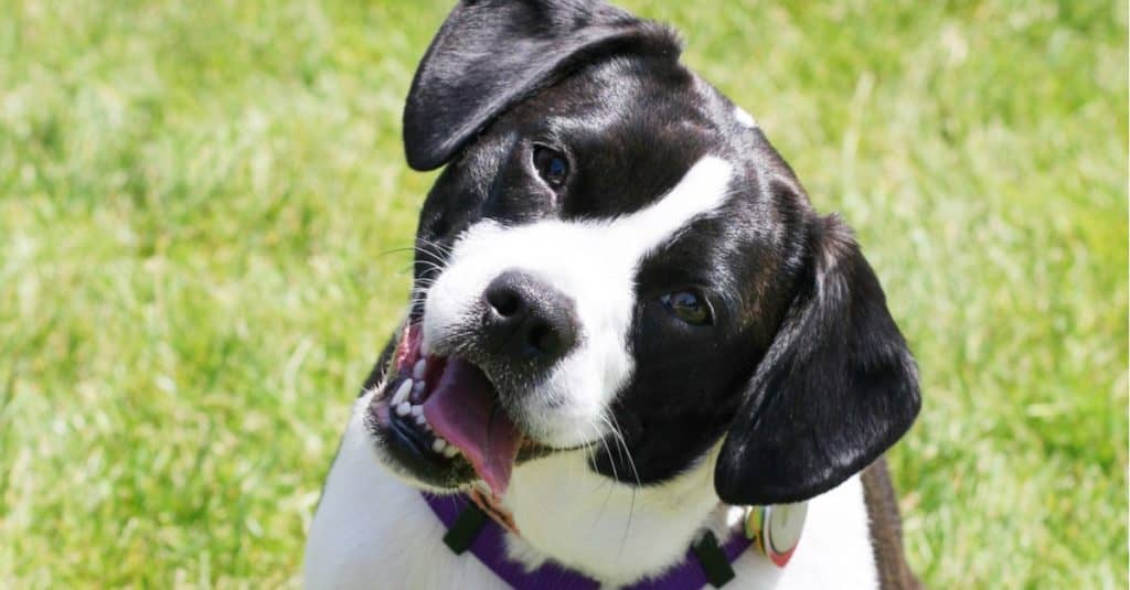 Boglen Terrier (Boston terrier and beagle mix) sitting on grass