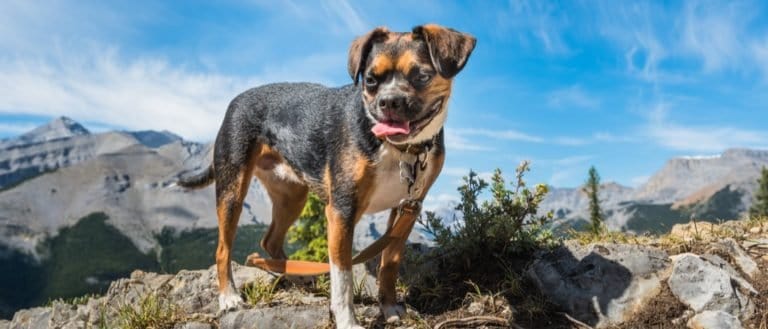 Beagle Boston Terrier mix dog, Boglen Terrier, while Hiking Nihahi Ridge Kananaskis Country Alberta Canada