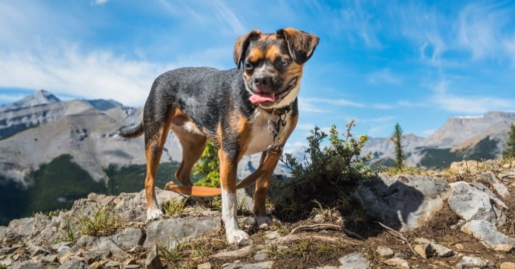 Beagle Boston Terrier mix dog, Boglen Terrier, while Hiking Nihahi Ridge Kananaskis Country Alberta Canada