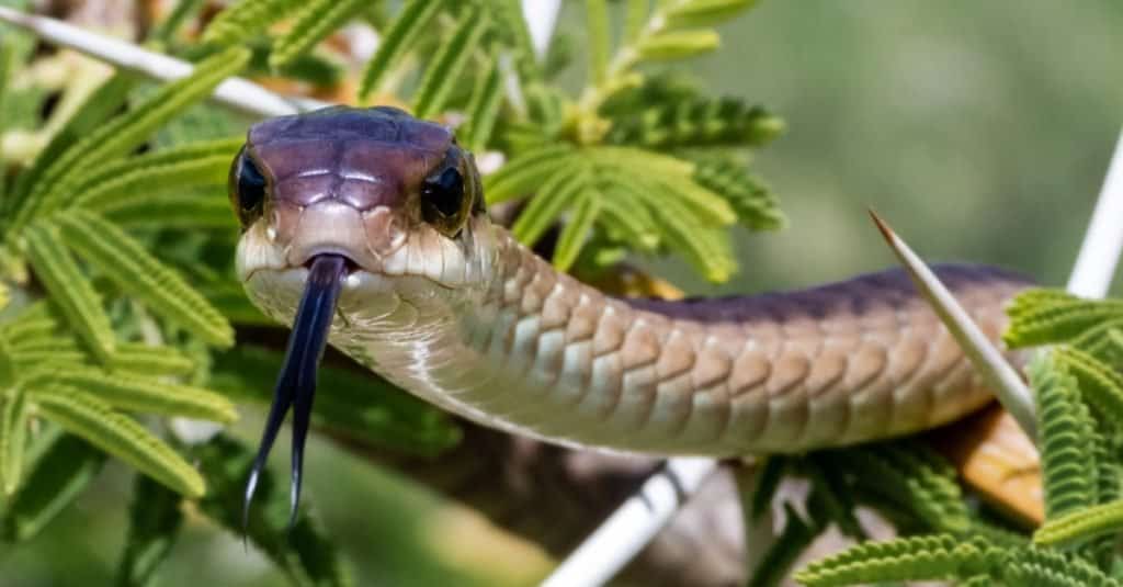 Boomslang Vs Black Mamba: What Are the Differences? - A-Z Animals