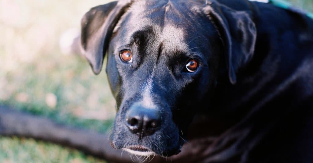 A black boxador dog with brown eyes and a streak of white on her nose looks directly up into the camera