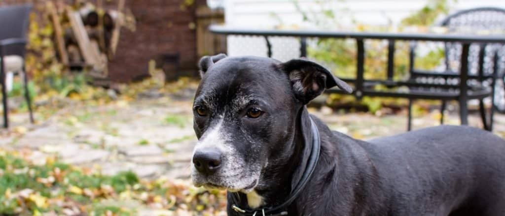 Beautiful Boxador dog in autumn garden