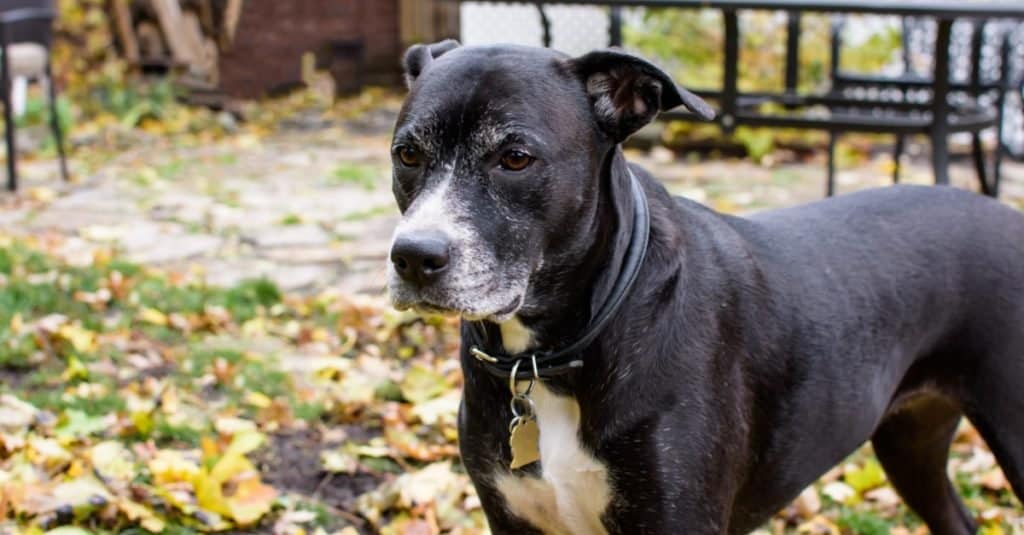 Beautiful Boxador dog in autumn garden