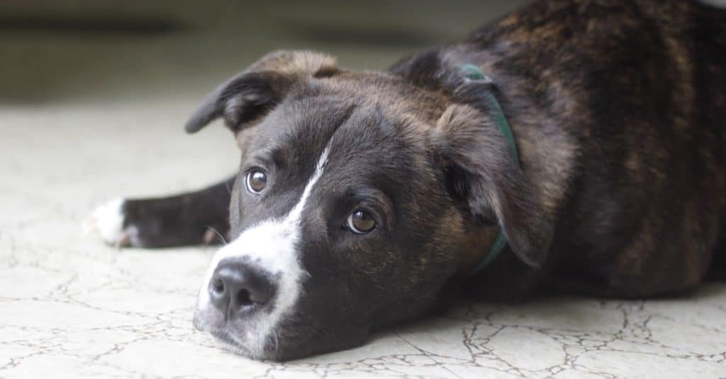 black labrador boxer mix