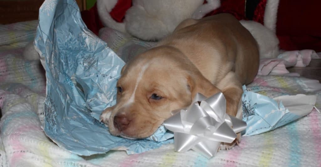 Boxador Puppy Falling asleep on blue Christmas wrapping paper
