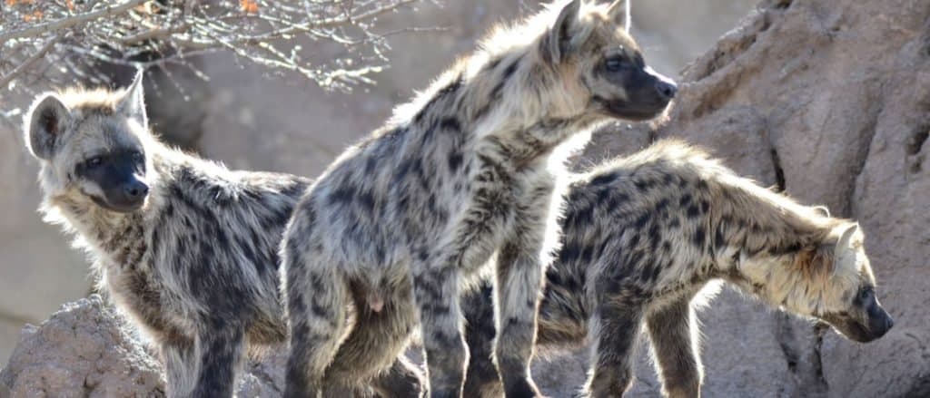 Animals in Burundi