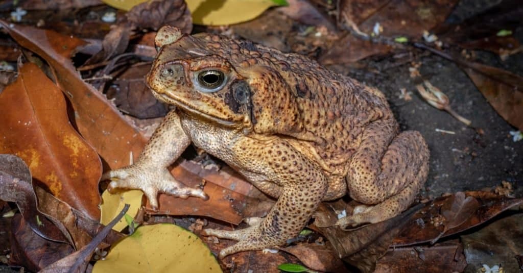 can a dog die from biting a toad