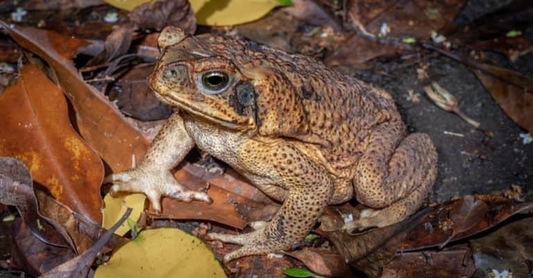 7 Poisonous Frogs In Florida In 2024 - A-Z Animals