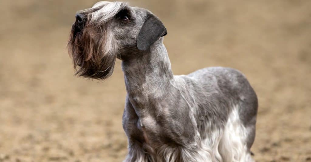 Cesky Terrier at a dog show