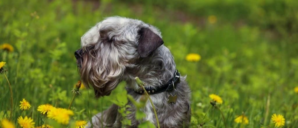 Cesky Terrier sitting in a field