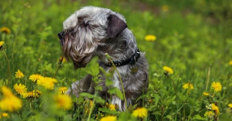The Cesky Terrier in the the dandelions