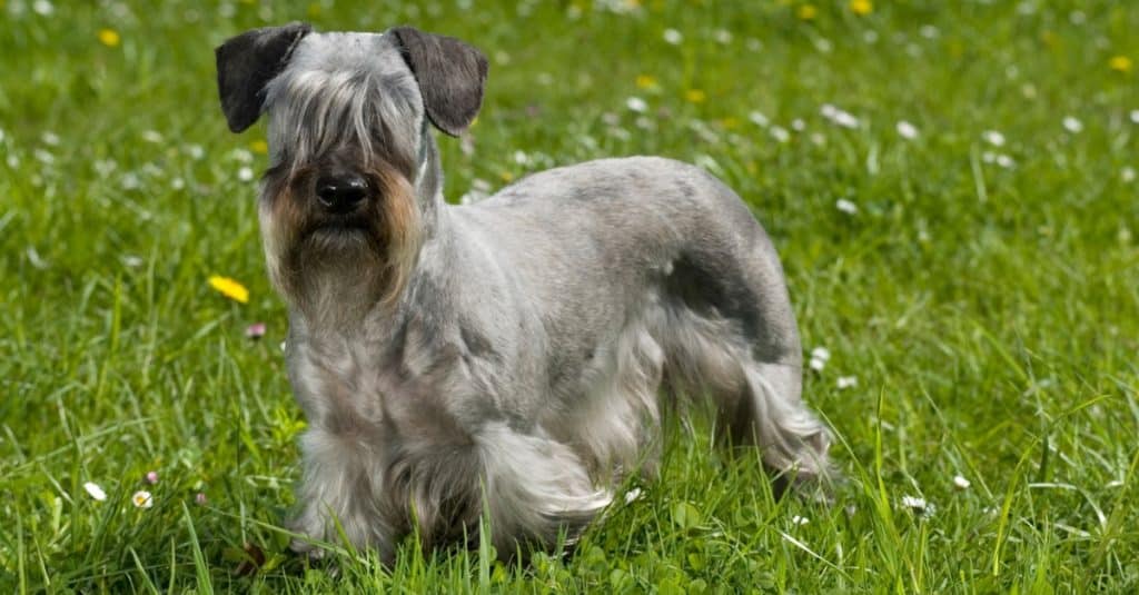 Cesky terrier standing in a flower meadow