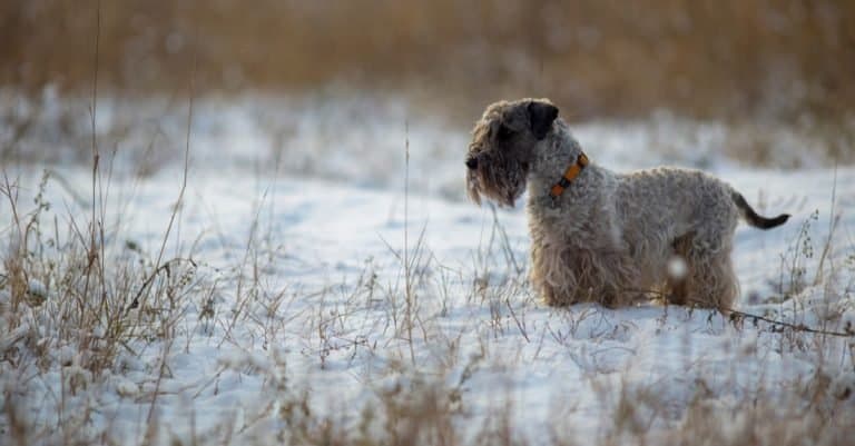 The Cesky Terrier in the winter