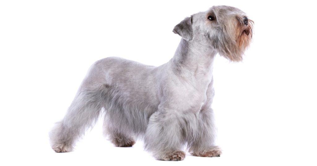 Cesky Terrier or Bohemian Terrier in front of a white background