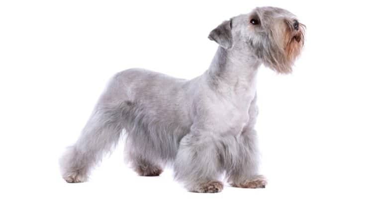Cesky Terrier or Bohemian Terrier in front of a white background