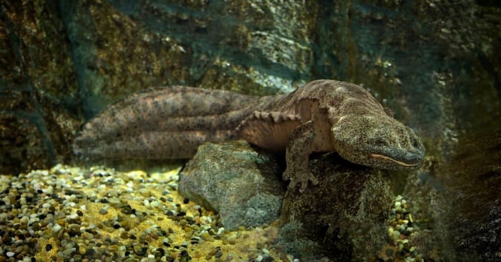 El animal más grande que jamás haya caminado sobre la tierra: la salamandra gigante china