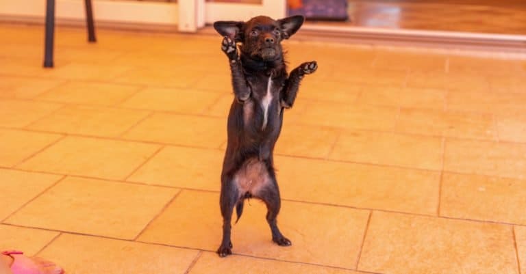 Chipoo dog dancing for its food