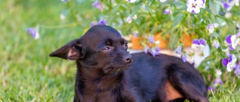 Chipoo Dog, cute puppy in front of purple flowers